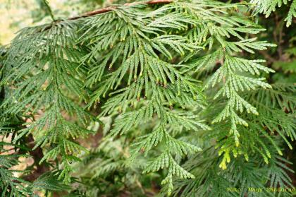 Chamaecyparis lawsoniana